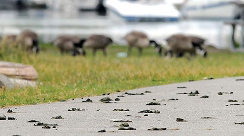 Goose Feces on Sidewalk