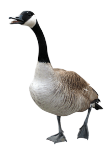 Goose Walking
