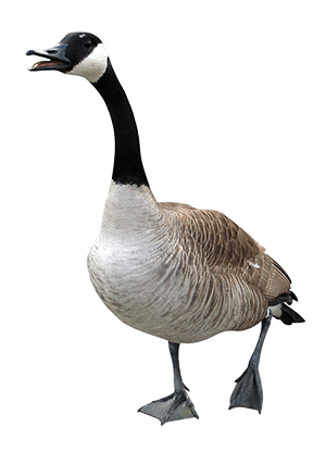 Goose Walking