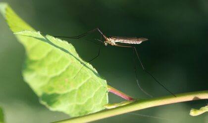 on the green mosquito control services in ellicott city