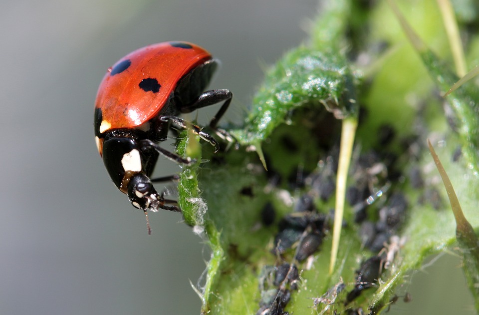 Why You Should Invest in Home Pest Protection on the green inc