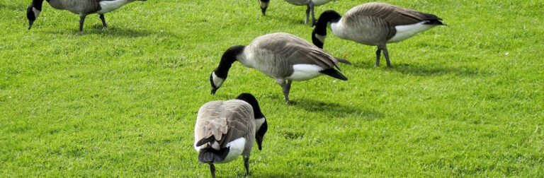Goose Control Program Banner