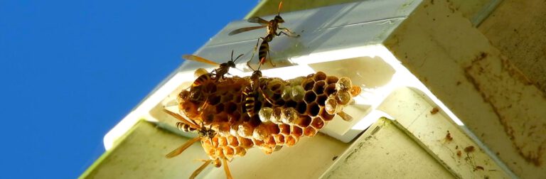 Paper Wasps and Hornets Banner
