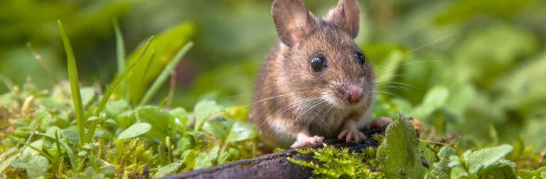 Rodent-Mole Control Banner