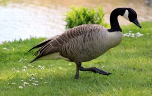 Goose Control Services in Millersville, MD on the green inc