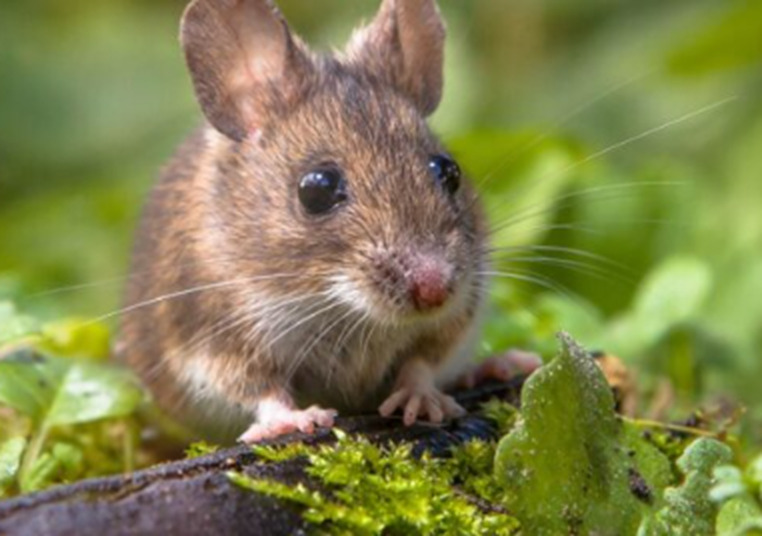 how to keep rodents away from baby sage plant