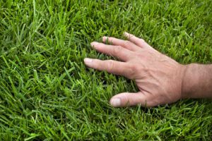 Organic Composting Services in Annapolis on the green inc