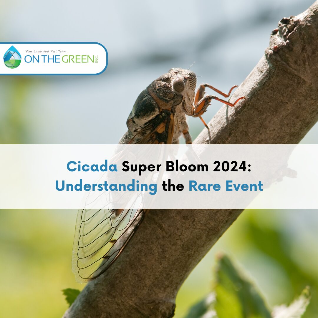 Cicada Super Bloom 2024 Understanding the Rare Event On The Green, Inc.