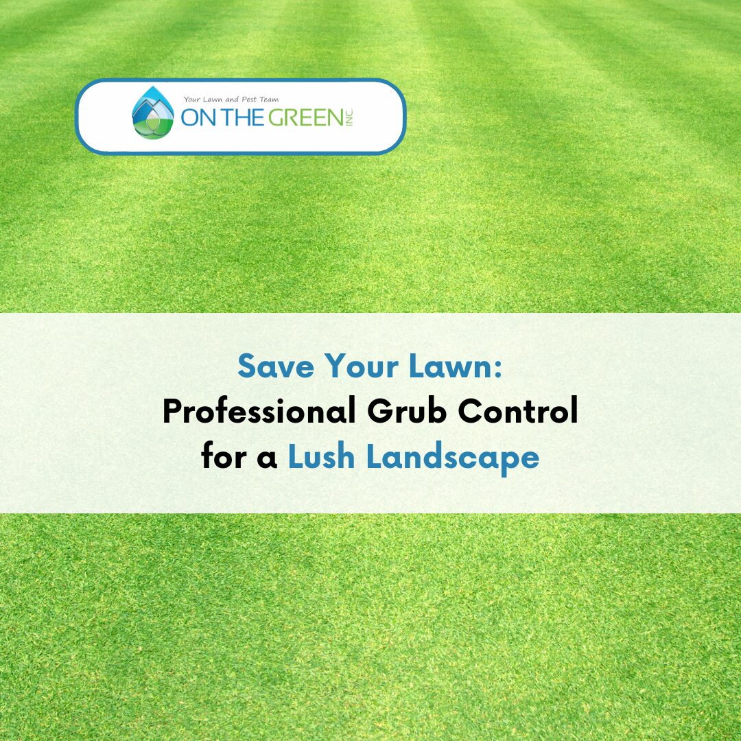 Insect Control Grubs Identifying and Treating Lawn Grubs: Professional Solutions - On The ...