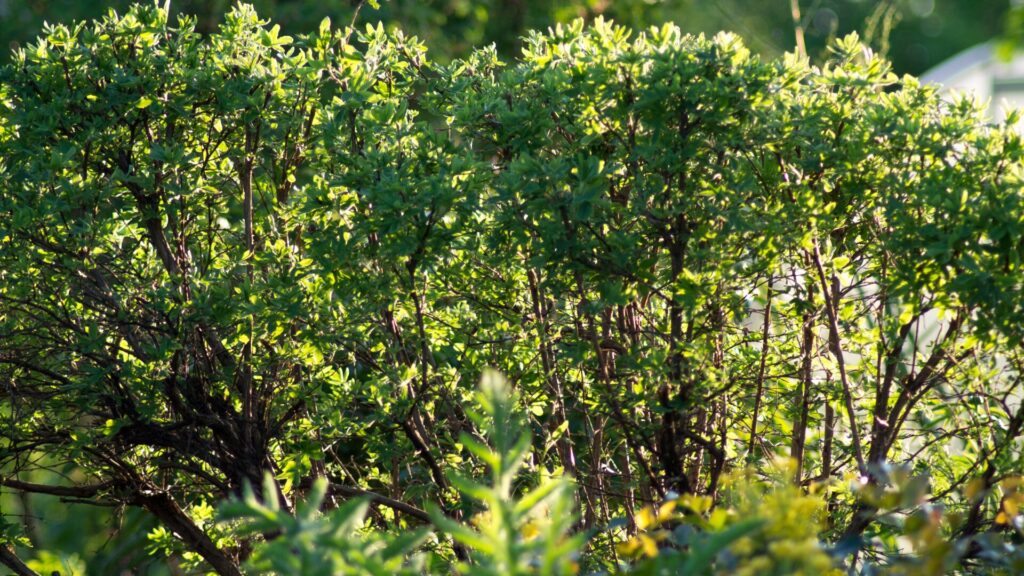 A dense, green bush in a garden