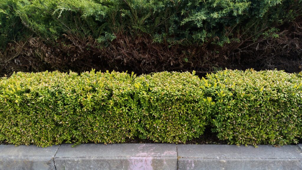 Pruned shrubs along a curb