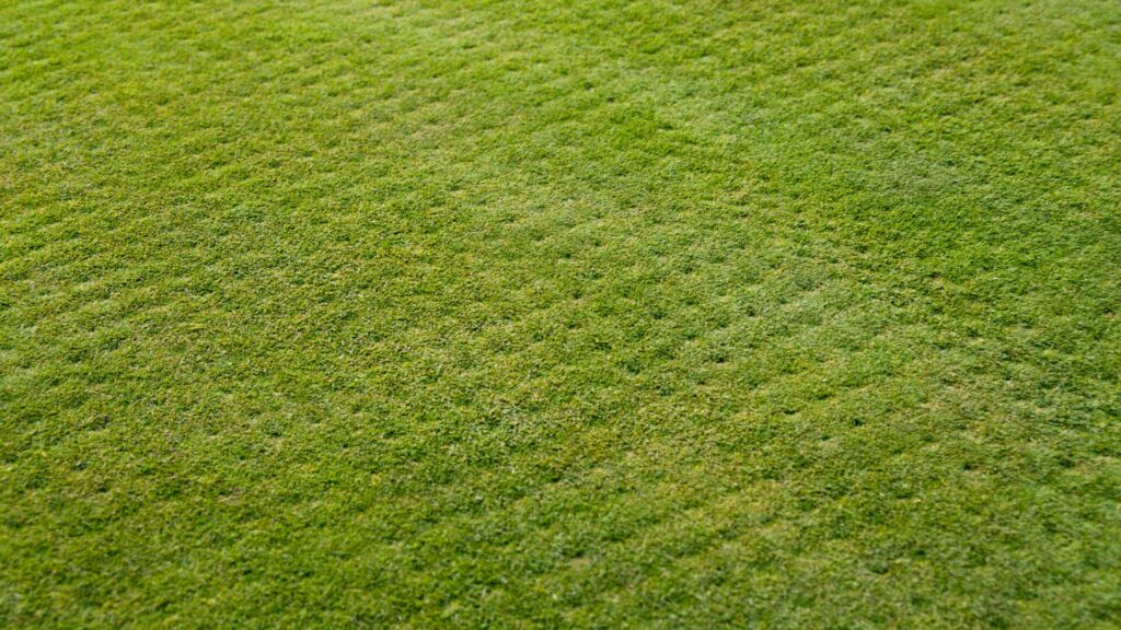 A lawn with small holes from aeration