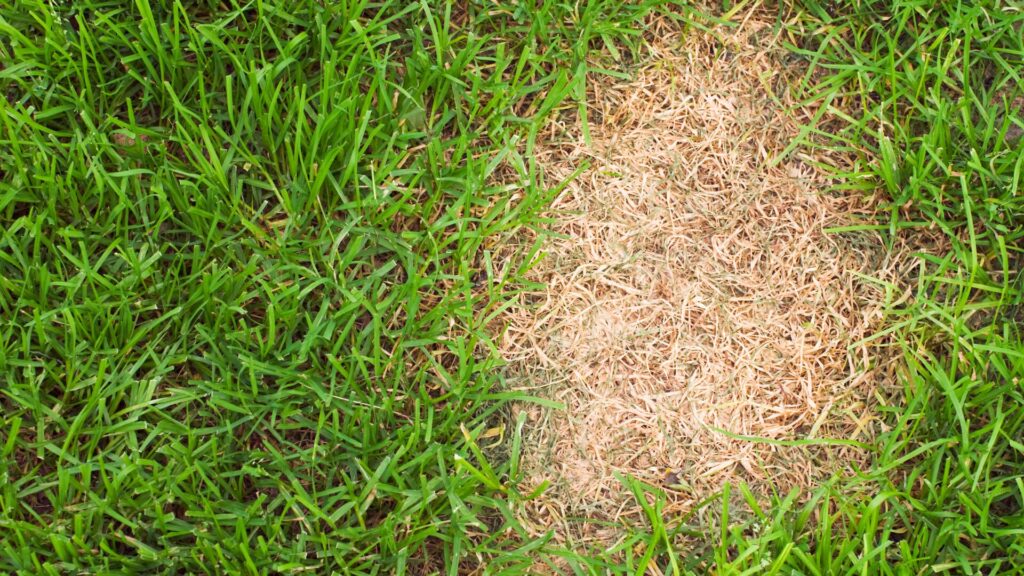 A patch of brown grass in a lawn, a possible symptom of brown patch disease.