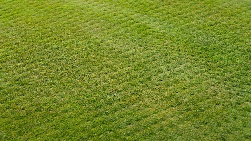 A close-up of a lawn with a pattern of small holes created by core aeration.