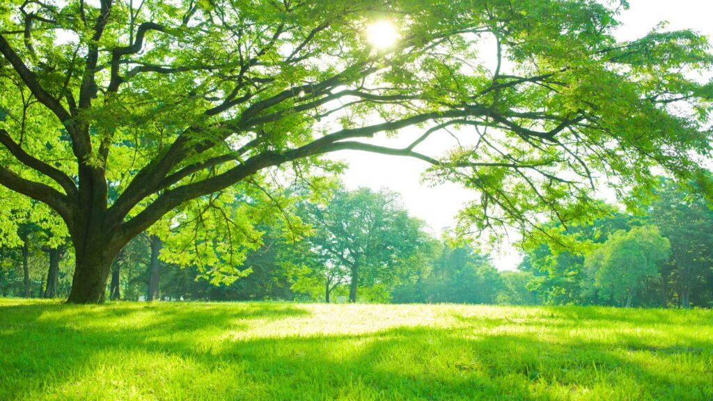 A large, healthy tree with lush green leaves casts shade over a grassy field.